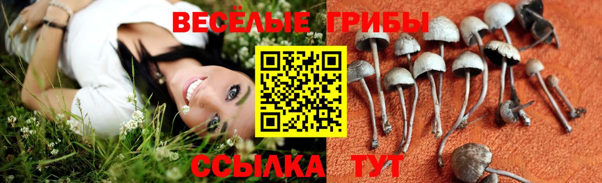 Петрозаводск  Галлюциногенные грибы Psilocybine cubensis  Вход с VPN 